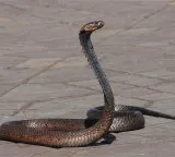 Maharashtra declares snakebite a notified disease mandatory reporting