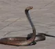 Maharashtra declares snakebite a notified disease mandatory reporting