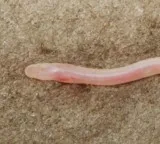 Gangaichthys indonepalicus rare creature discovered through viral video