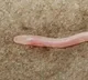 Gangaichthys indonepalicus rare creature discovered through viral video