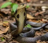 Maharashtra declares snakebite a notified disease to ensure vaccine tracking and timely treatment