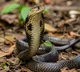 Maharashtra declares snakebite a notified disease to ensure vaccine tracking and timely treatment
