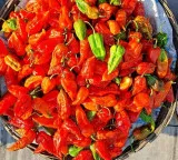 The Indian chili that shook the world and once held a Guinness record