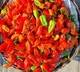 The Indian chili that shook the world and once held a Guinness record