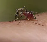 Why do mosquitoes bite us The real science behind mosquito bites