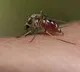 Why do mosquitoes bite us The real science behind mosquito bites