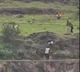 Parents die trying to save son by falling from a hill