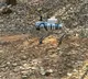TTD introduces Robo Dog in Tirumala forests for devotee safety