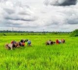 Over 18 lakh farmers switch to natural farming as India transits to regenerative agriculture