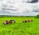 Over 18 lakh farmers switch to natural farming as India transits to regenerative agriculture