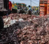 Illegal transport of chicken waste from Hyderabad to AP 100 tons seized