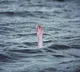 After search operation, bodies of two youths recovered at Andhra beach
