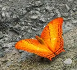 Dehing Patkai home to 165 butterfly species, including 37 endangered ones: Sarma
