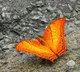 Dehing Patkai home to 165 butterfly species, including 37 endangered ones: Sarma