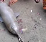 Gangetic Dolphin tied to cycle cruelty for social media reels