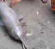 Gangetic Dolphin tied to cycle cruelty for social media reels
