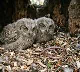 Live snakes in owl nests check out this story