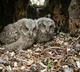 Live snakes in owl nests check out this story