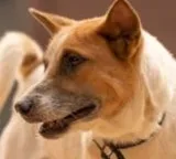 Karan Mirzapur Rabies Case Can you survive after symptoms and what is the truth