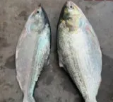 Pulasa fish buzz in Yanam port record price in auction