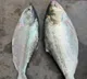 Pulasa fish buzz in Yanam port record price in auction