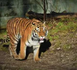 Polavaram Tiger returns causing panic at the project site