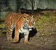 Polavaram Tiger returns causing panic at the project site
