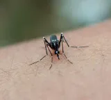 India big victory over malaria 80 percent drop in cases in 10 years how was it possible