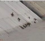 CM Chandrababu Naidu shares video of monkeys drinking water from Veligonda canal
