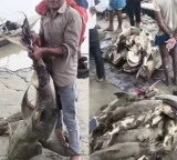 Bihar Government warns state citizens not to eat those fish