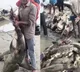 Bihar Government warns state citizens not to eat those fish