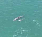 Gulf of Kutch becomes a haven for dolphins interesting facts in survey