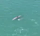 Gulf of Kutch becomes a haven for dolphins interesting facts in survey