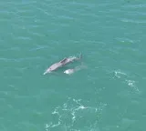 Dolphins most frequently sighted marine mammals in Gulf of Kachchh: Study