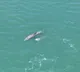 Dolphins most frequently sighted marine mammals in Gulf of Kachchh: Study