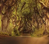 How do bent branches become straight Interesting secret revealed