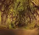 How do bent branches become straight Interesting secret revealed