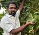PM Modi praises Kadapa farmer Avocado cultivation success story of young farmer Varadaraj