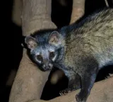 Rare Civet Cat spotted in Mangalagiri