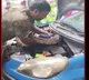 Mumbai car bonnet 7 foot python video
