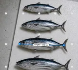 CMFRI scientists invent smartphone app to measure fish without physical contact