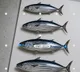 CMFRI scientists invent smartphone app to measure fish without physical contact