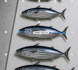 New CMFRI app measures fish without touching them