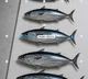 New CMFRI app measures fish without touching them