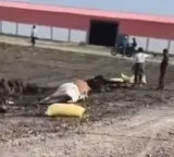 Tragedy in Palnadu district 18 cows die after eating urea mixed fodder