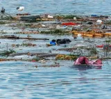 Vera Wang Hawaii student discovers plastic eating fungus in coconut waste