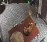 Pet dog risks life to fight leopard shocking video goes viral