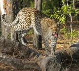 Leopard again on Tirumala walking path devotees in fear