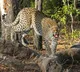 Leopard again on Tirumala walking path devotees in fear