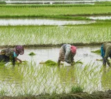 IIT Madras new idea to prevent water waste in rice cultivation